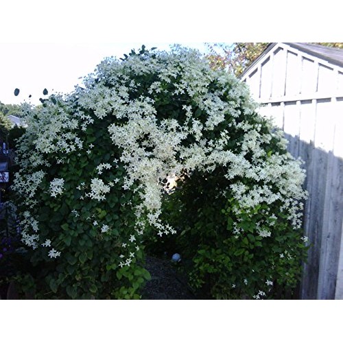 Sweet Autumn Clematis Vine - Clematis paniculata - Fragrant - 2.5...