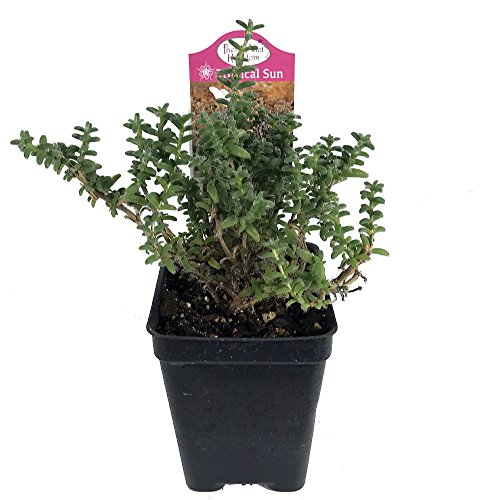 Tiny Bush Jade Plant - Crassula - Easy to Grow House Plant - 2.5 Pot