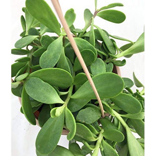 Trailing Jade Plant - Senecio jacobsenii - Easy to grow House Plan...