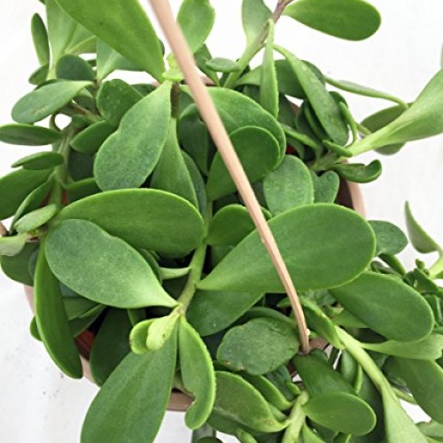 Trailing Jade Plant - Senecio jacobsenii - Easy to grow House Plan...