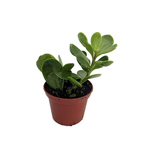 Trailing Jade Plant - Senecio jacobsenii - Easy to grow House Plan...