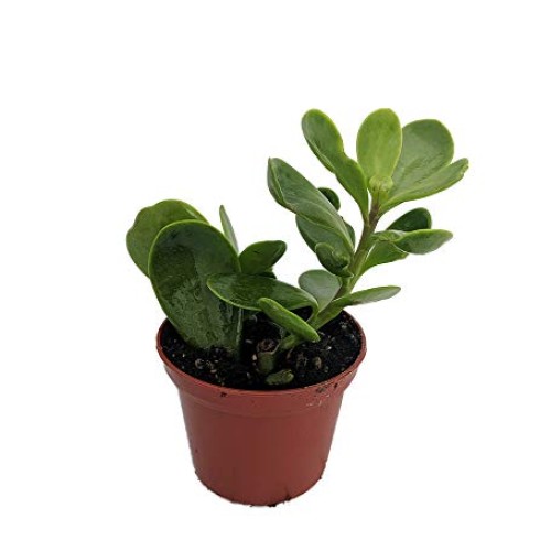 Trailing Jade Plant - Senecio jacobsenii - Easy to grow House Plan...