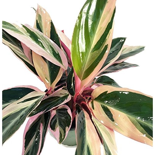 Tricolor Prayer Plant - Stromanthe triostar - Easy to Grow House P...