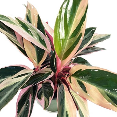Tricolor Prayer Plant - Stromanthe triostar - Easy to Grow House P...
