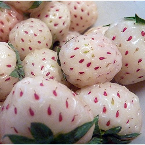 White Carolina Pineberry Plants - 10 Roots -Bareroot-Pineapple/Str...