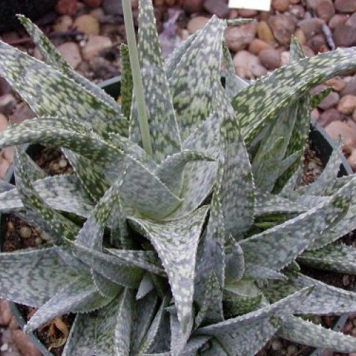 White Fox Aloe Vera - Medicine Plant/Burn Plant/Miracle Plant - 4...