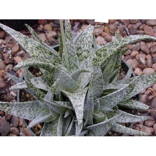 White Fox Aloe Vera - Medicine Plant/Burn Plant/Miracle Plant - 4...