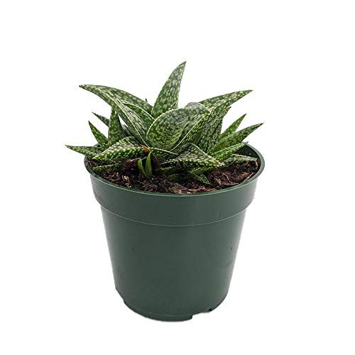 White Fox Aloe Vera - Medicine Plant/Burn Plant/Miracle Plant - 4...