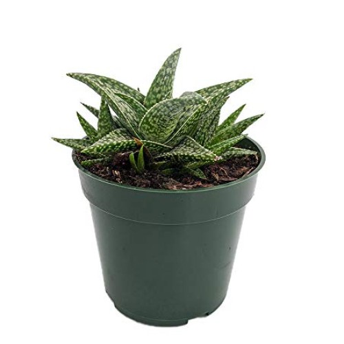 White Fox Aloe Vera - Medicine Plant/Burn Plant/Miracle Plant - 4...