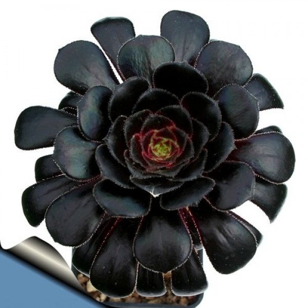 Black Rose Tree - Aeonium arboreum - RARE - Easy to grow! - 3 Pot