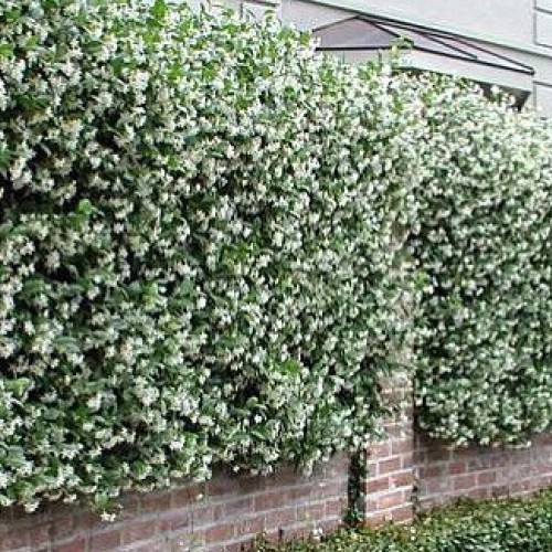 Confederate Star Jasmine Plant - 6 Pot - Extremely Fragrant Vine