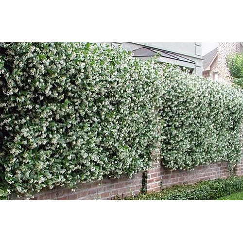 Confederate Star Jasmine Plant - 6 Pot - Extremely Fragrant Vine