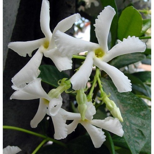 Confederate Star Jasmine Plant - 6 Pot - Extremely Fragrant Vine