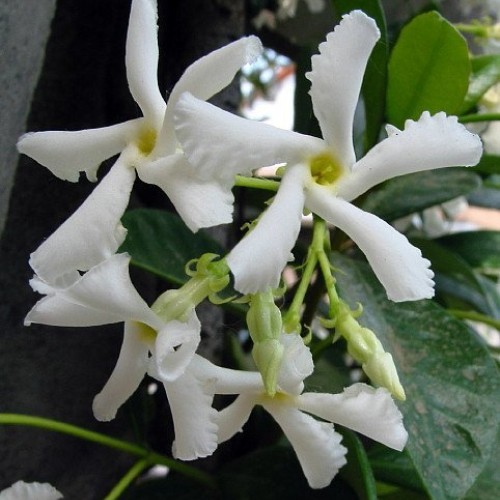 Confederate Star Jasmine Plant - 6 Pot - Extremely Fragrant Vine