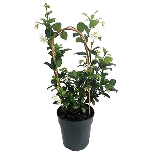 Confederate Star Jasmine Plant - 6 Pot - Extremely Fragrant Vine