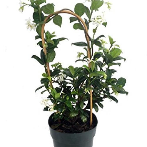 Confederate Star Jasmine Plant - 6 Pot - Extremely Fragrant Vine