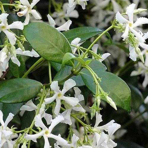 Confederate Star Jasmine Plant - 6 Pot - Extremely Fragrant Vine