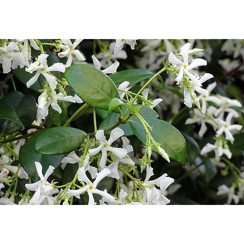 Confederate Star Jasmine Plant - 6 Pot - Extremely Fragrant Vine