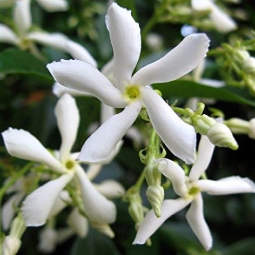Confederate Star Jasmine Plant - 6 Pot - Extremely Fragrant Vine