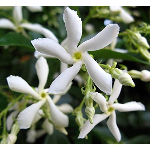 Confederate Star Jasmine Plant - 6 Pot - Extremely Fragrant Vine
