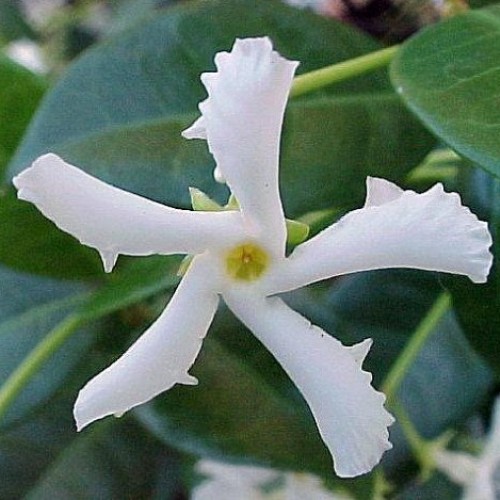 Confederate Star Jasmine Plant - 6 Pot - Extremely Fragrant Vine