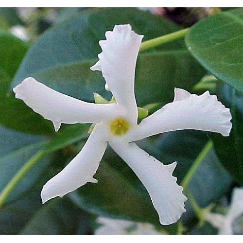 Confederate Star Jasmine Plant - 6 Pot - Extremely Fragrant Vine