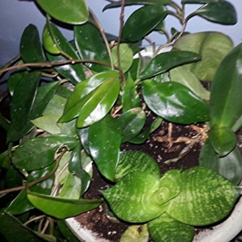 Dwarf Zeylanica Snake Plant - Sansevieria - Impossible to kill! - ...