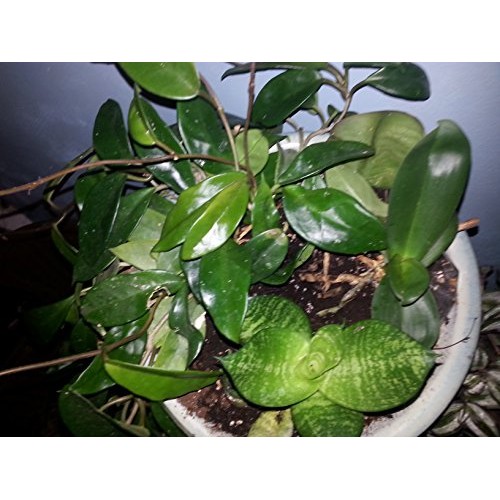Dwarf Zeylanica Snake Plant - Sansevieria - Impossible to kill! - ...