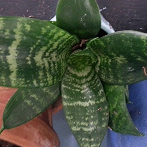 Dwarf Zeylanica Snake Plant - Sansevieria - Impossible to kill! - ...