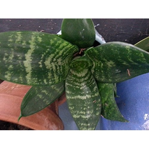 Dwarf Zeylanica Snake Plant - Sansevieria - Impossible to kill! - ...