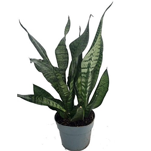 Hirts: Snake Plant Snake Plant, Mother-In-Laws Tongue - Sanseveri...