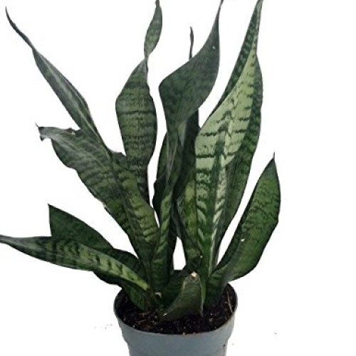 Hirts: Snake Plant Snake Plant, Mother-In-Laws Tongue - Sanseveri...