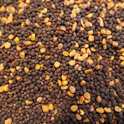 Brassica Blend Food Plot Mix Perfect Mix of Daikon Radish, Purple ...