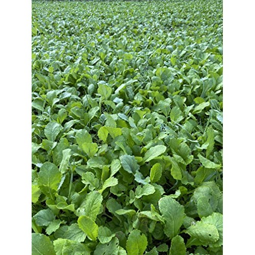 Brassica Blend Food Plot Mix Perfect Mix of Daikon Radish, Purple ...