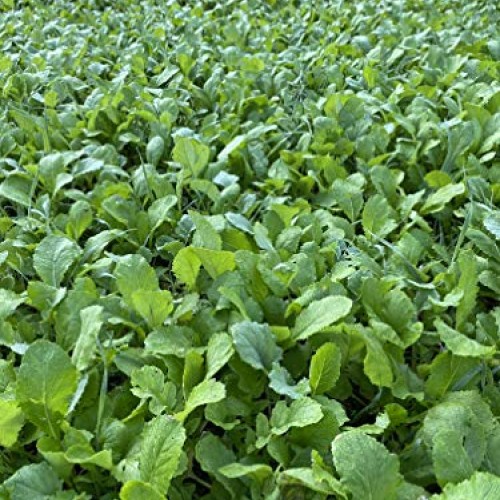 Brassica Blend Food Plot Mix Perfect Mix of Daikon Radish, Purple ...