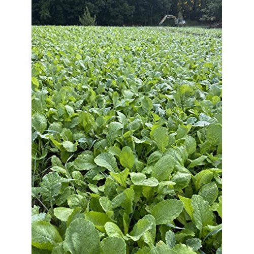 Brassica Blend Food Plot Mix Perfect Mix of Daikon Radish, Purple ...