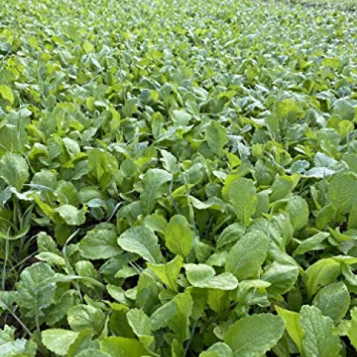 Brassica Blend Food Plot Mix Perfect Mix of Daikon Radish, Purple ...