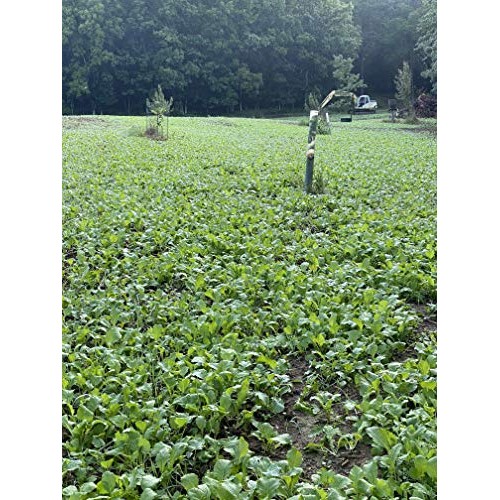Brassica Blend Food Plot Mix Perfect Mix of Daikon Radish, Purple ...