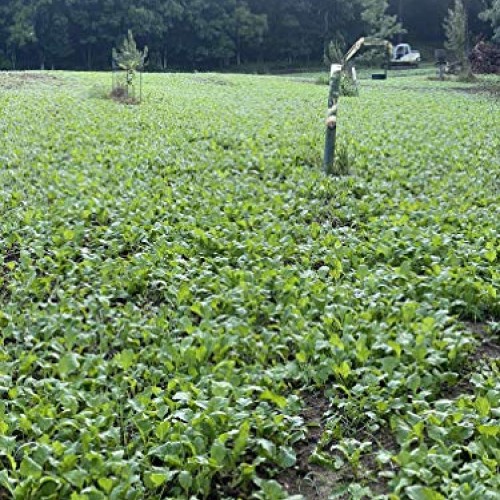 Brassica Blend Food Plot Mix Perfect Mix of Daikon Radish, Purple ...