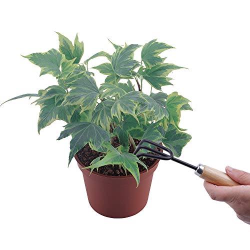 Hofumix Bonsai Tree Kit Bonzai Plant Tools Gardening Tools Set for...