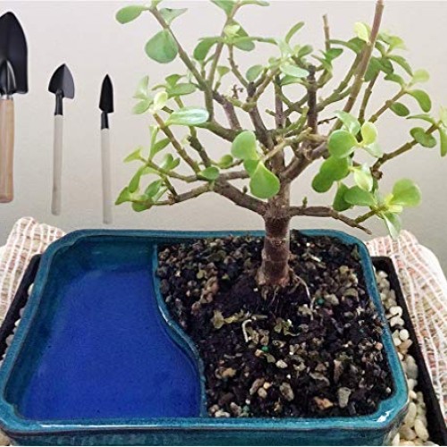 Hofumix Bonsai Tree Kit Bonzai Plant Tools Gardening Tools Set for...