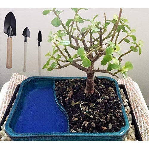 Hofumix Bonsai Tree Kit Bonzai Plant Tools Gardening Tools Set for...