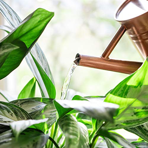 Homarden Half Gallon Copper Colored Metal Indoor Outdoor Plant Wat...