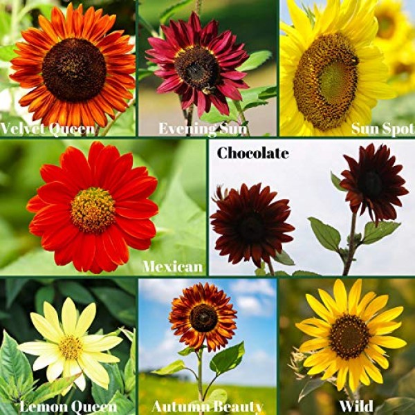 8 Varieties Sunflower Seeds for Planting, 1000 Seeds - Autumn Beau...