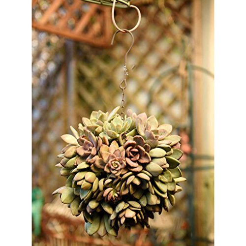 homozy 4Pcs Rustic Ball Metal Cactus Planter Wire Wreath Frame Suc...