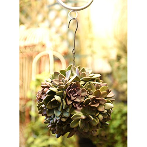 homozy 4Pcs Rustic Ball Metal Cactus Planter Wire Wreath Frame Suc...