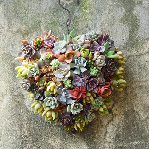 homozy Rustic Metal Cactus Planter Wire Wreath Frame Succulent Pot...