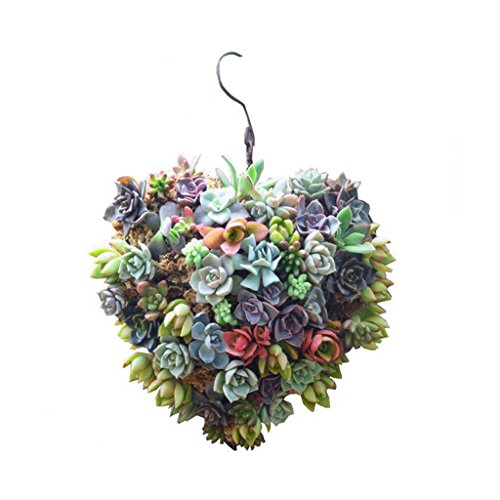 homozy Rustic Metal Cactus Planter Wire Wreath Frame Succulent Pot...