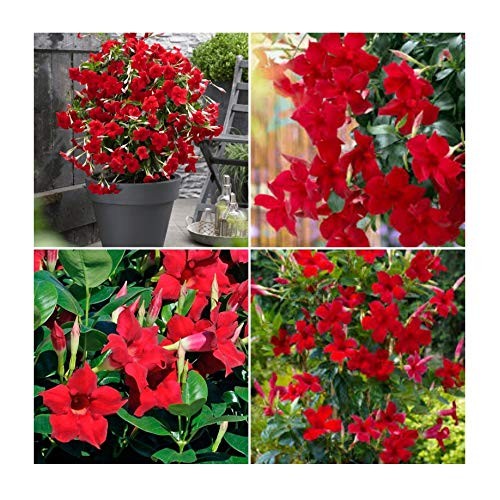 mandevilla dipladenia red Vine Live Starter Plant 1 pcs