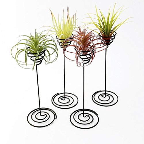 Hotoco air Plant Stand Holder air Plant Base Container Tabletop Pl...